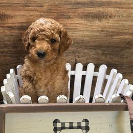Bentley-Brown - Red  male Poodle puppy in Stockton, Utah from Mustanghills Doodles and Poodles