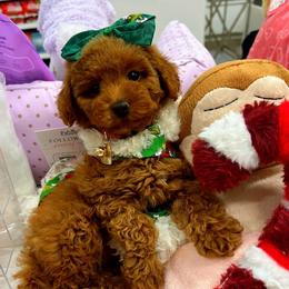 EMERALD - Red female Maltipoo puppy in Sugar Land, Texas from Celebrity Maltipoos