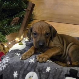 Leggo Black Collar - male Rhodesian Ridgeback puppy in Gaffney, South Carolina from Circle D Farms