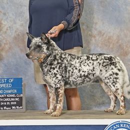 Grayson - Australian Cattle Dog