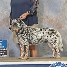 Grayson - Australian Cattle Dog
