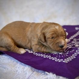 Miss Purple - Red female Australian Labradoodle puppy in Wake Forest, North Carolina from Lucky Country Labradoodles
