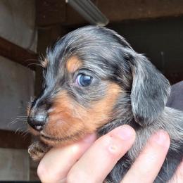 Pepper's black and tan dapple wire boy - Dapple male Dachshund puppy in Caldwell, Idaho from Dozendachs