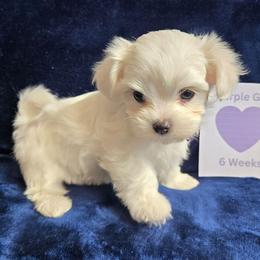 Purple Girl - White female Maltipoo puppy in Sahuarita, Arizona from Cowgirl's Legacy Maltipoos
