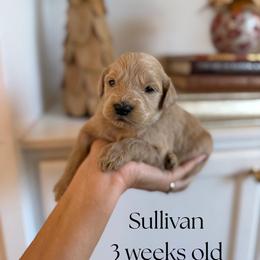 Sullivan - Apricot male Goldendoodle puppy in Wilson, North Carolina from Cedar Creek Doodles