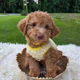 Kona - Apricot male Aussiedoodle puppy in Haleyville, Alabama from The Cuddly Dood Ranch