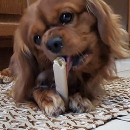 Cavalier King Charles Spaniels from Hickory House Cavaliers