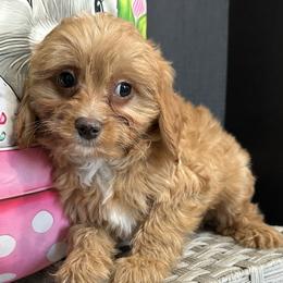 Cavalier King Charles Spaniels, Cavapoos, and Cocker Spaniels from Shelli Ryan