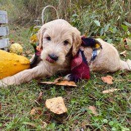 Marigold- gold - Apricot female Goldendoodle puppy in Carlton, Minnesota from Lakeside Doodles MN