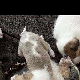 Collie Puppies from Lakeside Collies