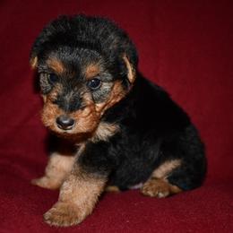 Valor - Black and tan male Welsh Terrier puppy in Draper, Virginia from Shady Oaks WFT