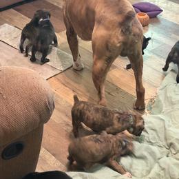 Boy 4 - Brindle male Boxer puppy in West Salem, Ohio from KCF Boxers