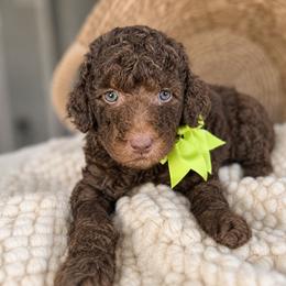 Liberty - Chocolate female Goldendoodle puppy in Escalon, California from Miley&Co.