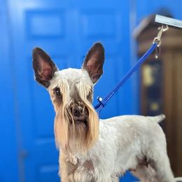 Ember - Miniature Schnauzer
