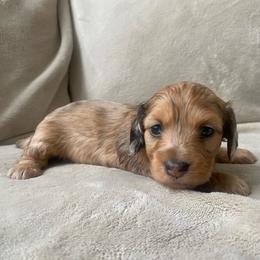 Guinness - Dapple male Dachshund puppy in Trenton, Florida from Tweenie Weenie Dachshunds