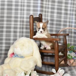 Jonah - Red male Pembroke Welsh Corgi puppy in Gig Harbor, Washington from Pacific Northwest Pembroke Welsh Corgis