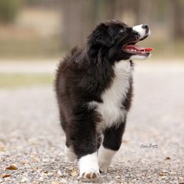 Australian Shepherd Puppies from Broken Arrow Australian Shepherds