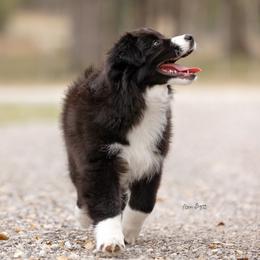 Australian Shepherd Puppies from Broken Arrow Australian Shepherds