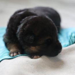 German Shepherd Puppies from Milestone GSDs