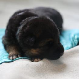 German Shepherd Puppies from Milestone GSDs