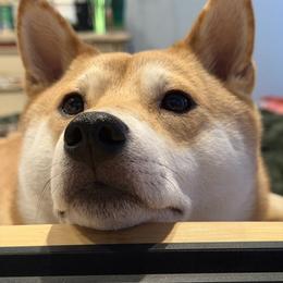 Roya - Shiba Inu
