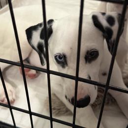 Chedder - White and black male Dalmatian puppy in Hastings, Florida from Love My Spotty Dalmatians