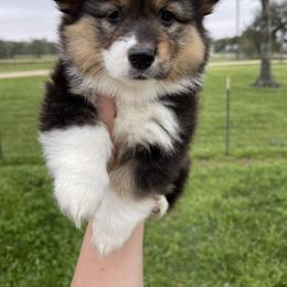 Pembroke Welsh Corgi Puppies from MG Corgis