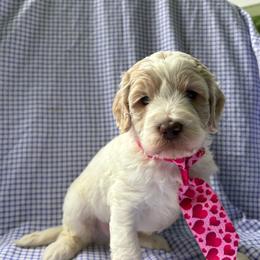 Fernando - Cream male Labradoodle puppy in Camden, North Carolina from Oopsie Doodles of NC