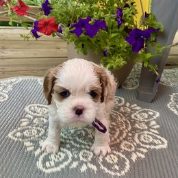 Freedom - Blenheim female Cavalier King Charles Spaniel puppy in Lead Hill, Arkansas from Kalama Cavaliers