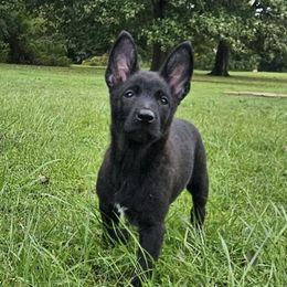 Dutch Shepherds from Heartland Kennels