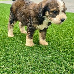 Boy 3 - Tri-color male Bernedoodle puppy in Captain Cook, Hawaii from Big Island Goldendoodles