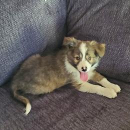 Aria - Border Collie