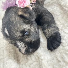 Baby Bella - Salt and pepper female Miniature Schnauzer puppy in Deltona, Florida from LIZ FANCY SCHNAUZERS