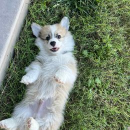 Miniature American Shepherd and Pembroke Welsh Corgi Puppies from Zugspitze Pembroke Welsh Corgis & Mini American Shepherds