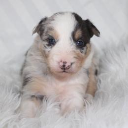 Ulrick - Blue merle male Border Collie puppy in Cedartown, Georgia from Ferguson Border Collies
