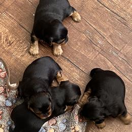 Yorkshire Terrier puppies from Emilia Morales