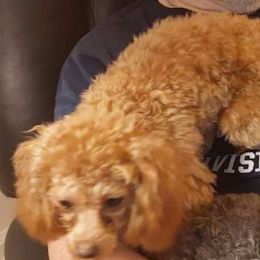 Izzy - Poodle