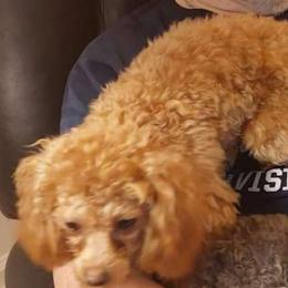 Izzy - Poodle
