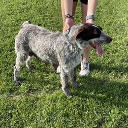 German Wirehaired Pointers from Dreesen's Dogs