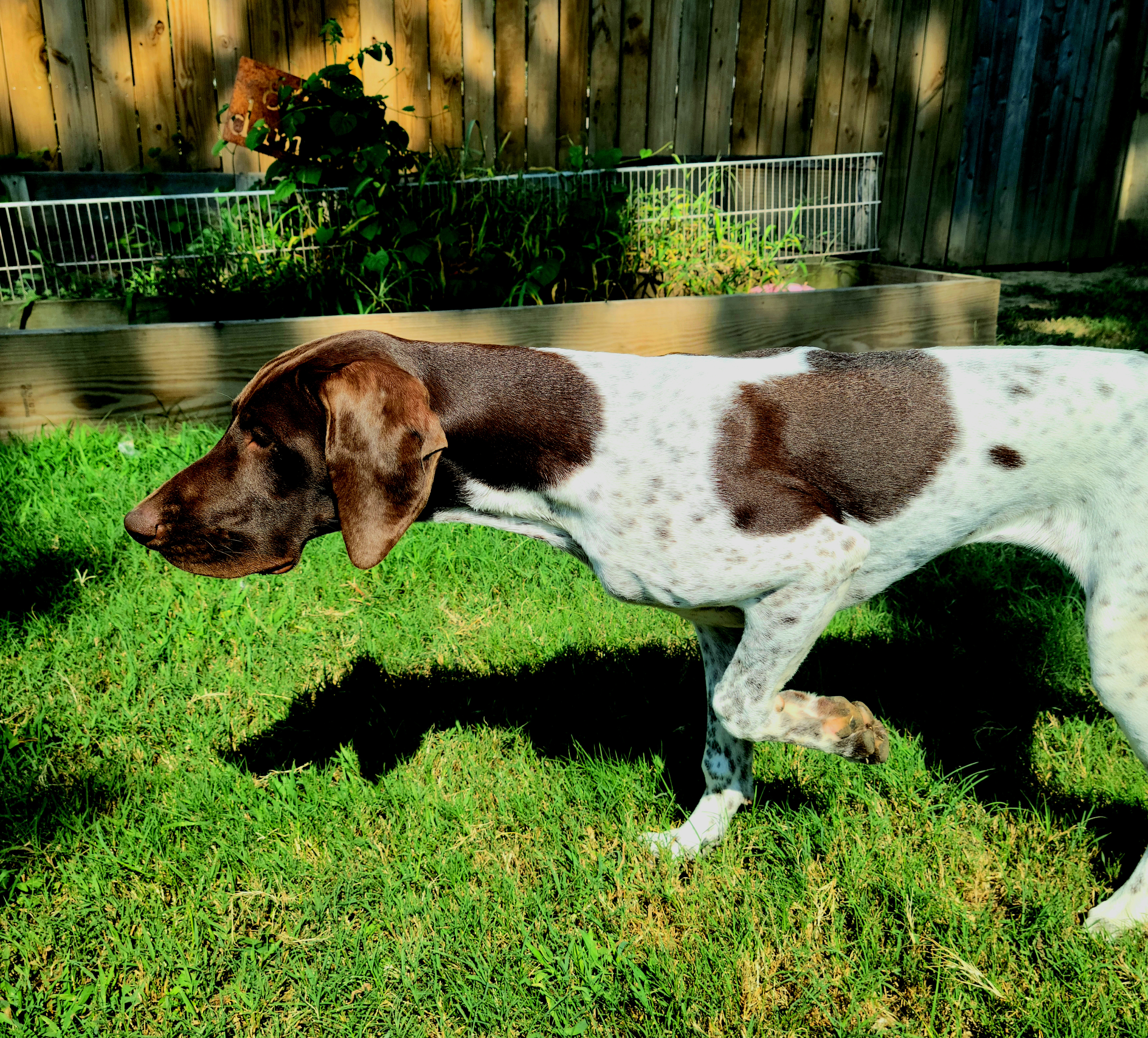 Molly - German Shorthaired Pointer