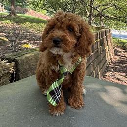 Lennox - Red  male Poodle puppy in Germantown, Maryland from Honey Blossom Doodles