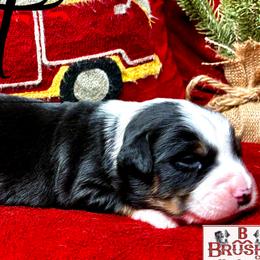 BRUSHY CREEKS JETT - Black tri female Miniature Australian Shepherd puppy in Red Oak, Texas from Brushy Creek Aussies & Mini Aussies