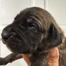 Fudge - Fawn male Great Dane puppy in Florida from Beachside Kennels