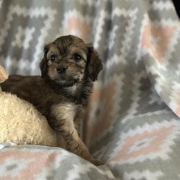 Bell - Sable female Goldendoodle puppy in Waynesboro, Virginia from Forest Creek Kennel
