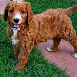 Hawkins Heritage Willa Jane - Apricot female Goldendoodle puppy in Moore, Oklahoma from Hawkins Heritage Goldendoodles