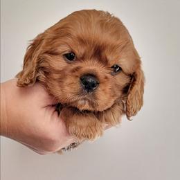 Sully - Ruby male Cavalier King Charles Spaniel puppy in Seneca, Kansas from Palmer Cavaliers