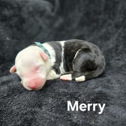 Merry - Gray and white female Old English Sheepdog puppy in Sutherlin, Oregon from Sapphire Eyes Sheepdogs