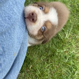 Australian Shepherd Puppies from Quiet Cove Kennels