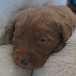 Bullseye - Red male Labradoodle puppy in Centerville, Utah from Reid Wasatch Doodles