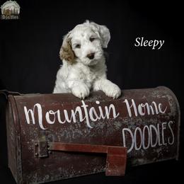 Sleepy - Chalk male Australian Labradoodle puppy in Cashmere, Washington from Mountain Home Doodles